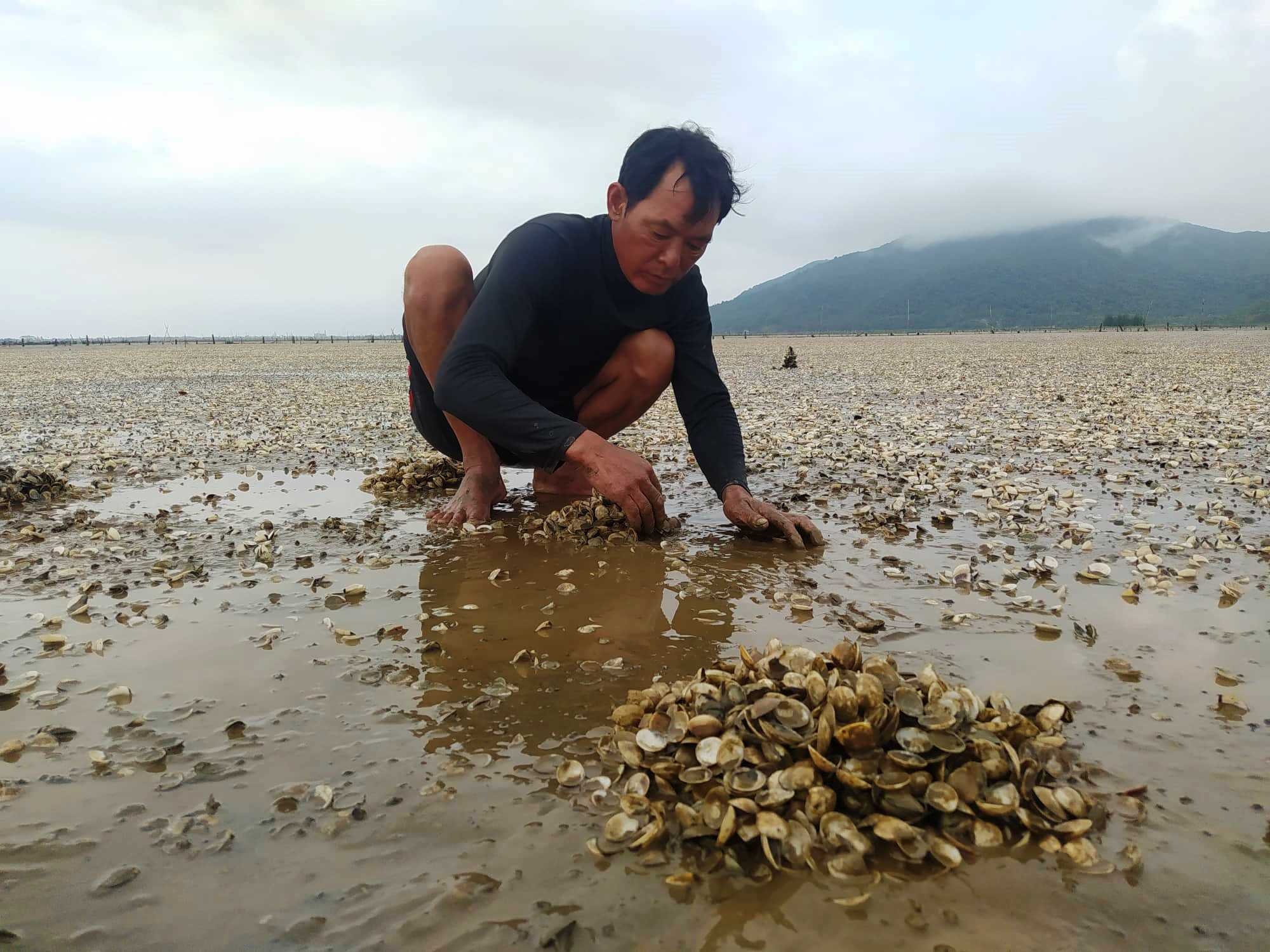 Hà Tĩnh: Đã xác định nguyên nhân khiến ngao nuôi bị chết hàng loạt